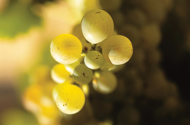 00118 Viognier Grapes.jpg